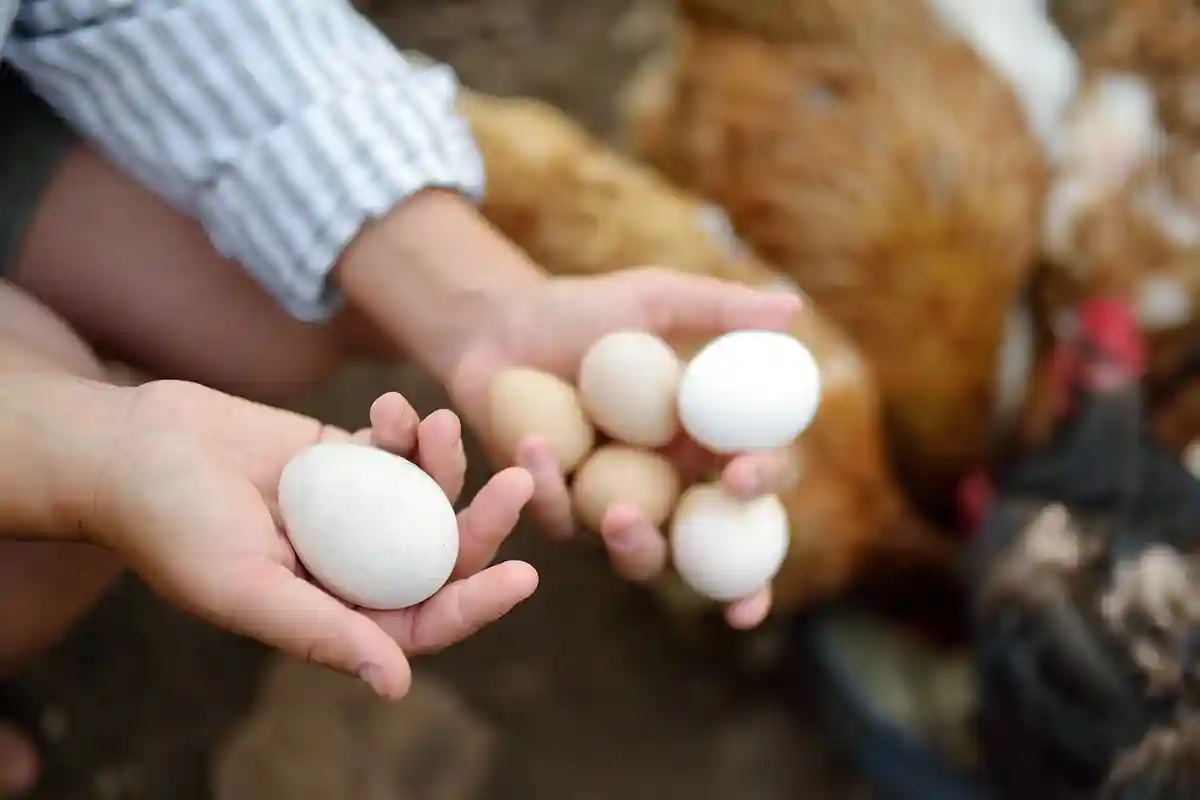 Полки супермаркетов Австралии опустели: когда наладятся поставки яиц. Фото: Maria Sbytova / Shutterstock.com