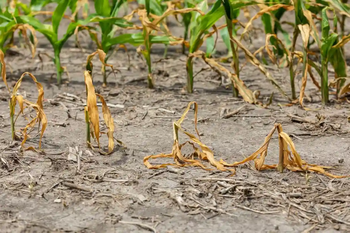 Половине Европы угрожает засуха: сокращается урожай кукурузы, сои и подсолнечника. Фото: J.J. Gouin / shutterstock.com