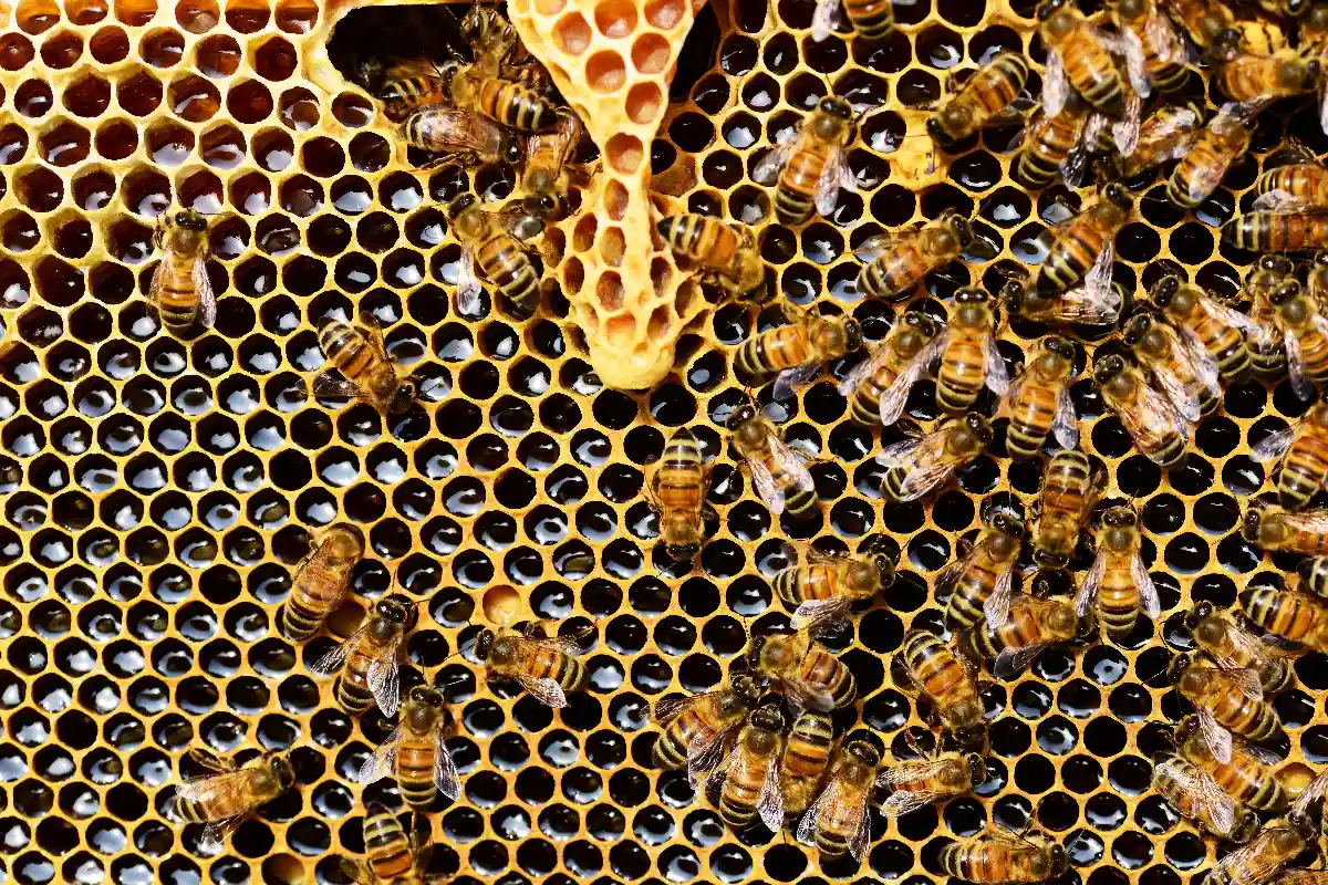 Польза пчелиного меда