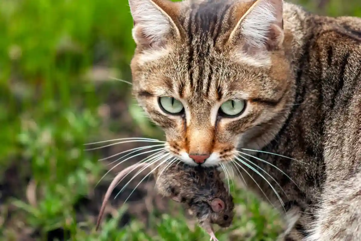 Популяция диких котов под угрозой из-за большого числа бездомных кошек. Фото: Vladimir Ya / shutterstock.com