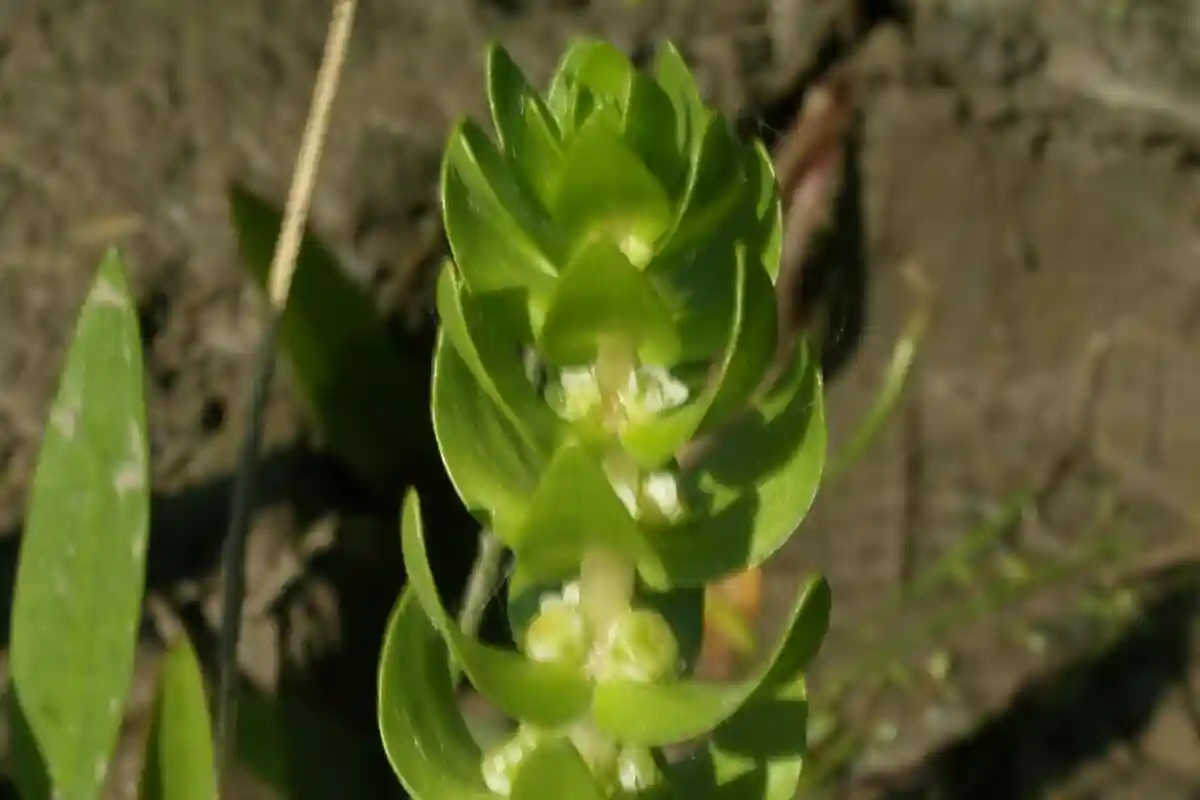 Повойничек мокричный: редкое растение обнаружено в Айшгрунде