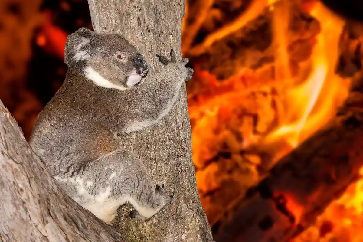 Пару лет назад в Австралии бушевали сильные пожары, из-за которых погибло много животных. Фото: Andrea Izzotti / shutterstock.com