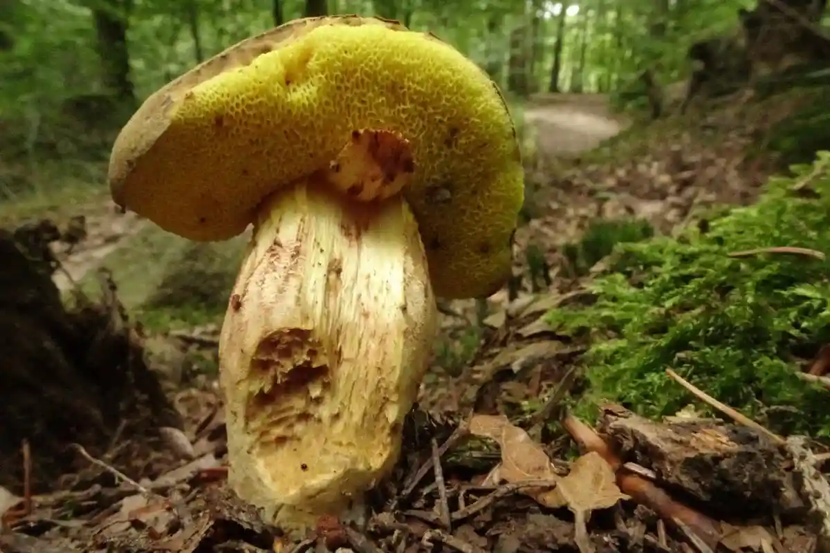 Радиоактивные грибы в Баварии