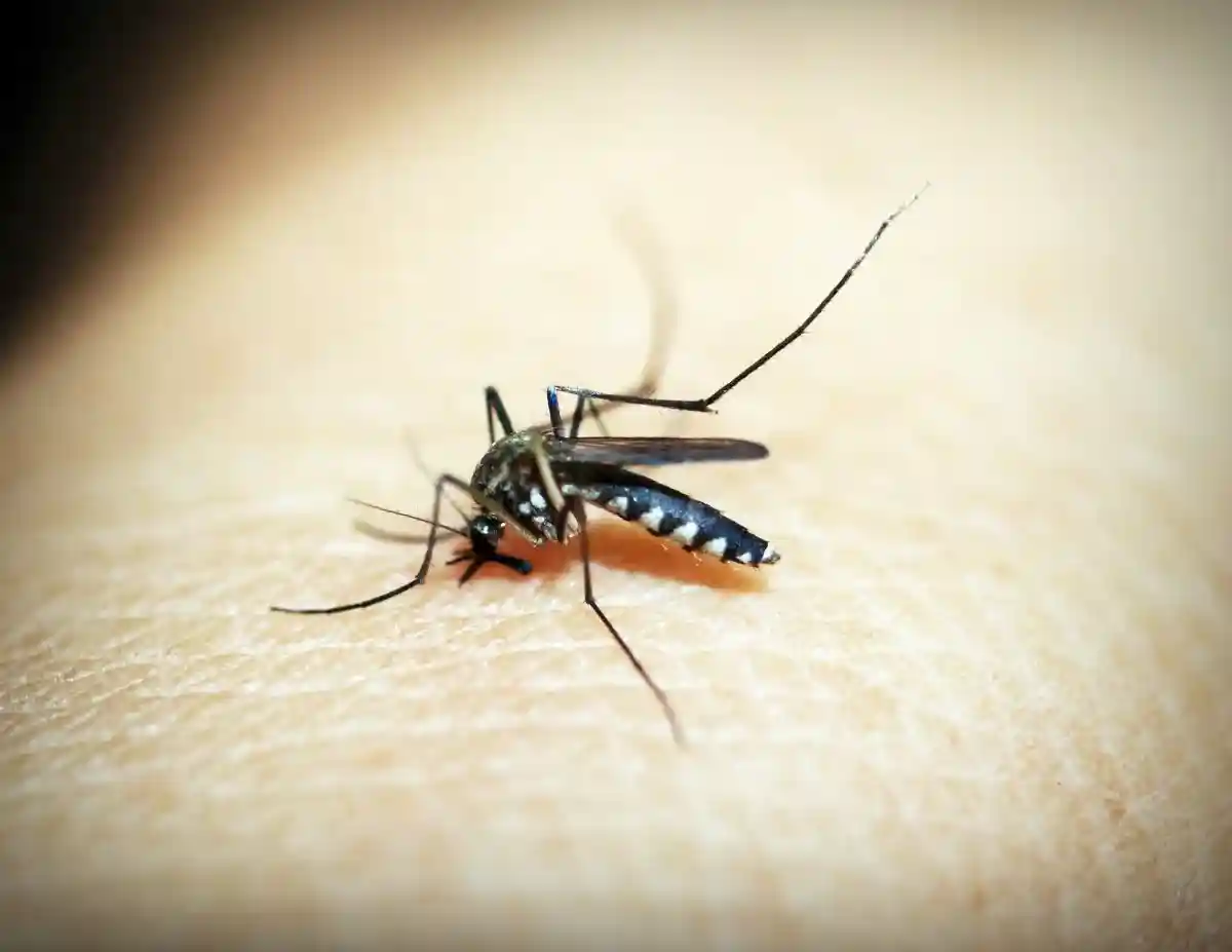 Рейнланд-Пфальц начал борьбу с азиатским комаром. Фото: icon0.com / www.pexels.com