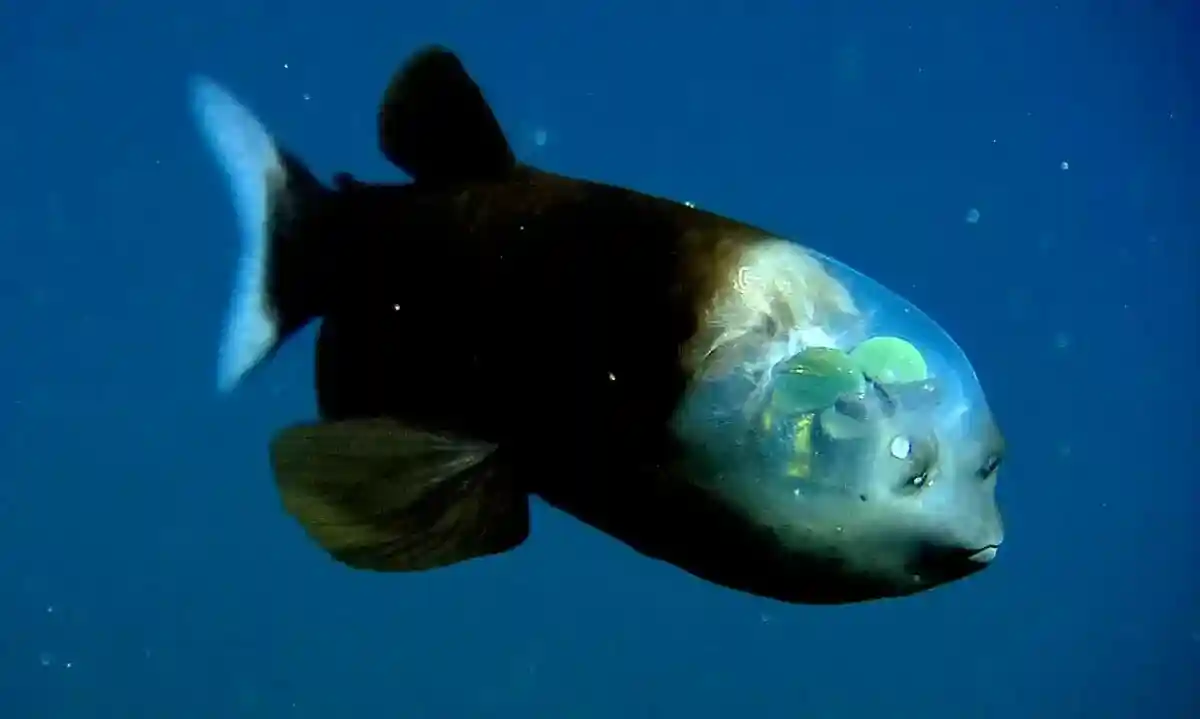 Рыба с прозрачной головой достигает 15 сантиметров. Фото: Monterey Bay Aquarium Research Institute