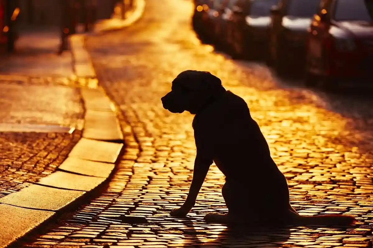 Симптомы слабоумия часто начинаются раньше у крупных собак, чем у собак мелких пород.
