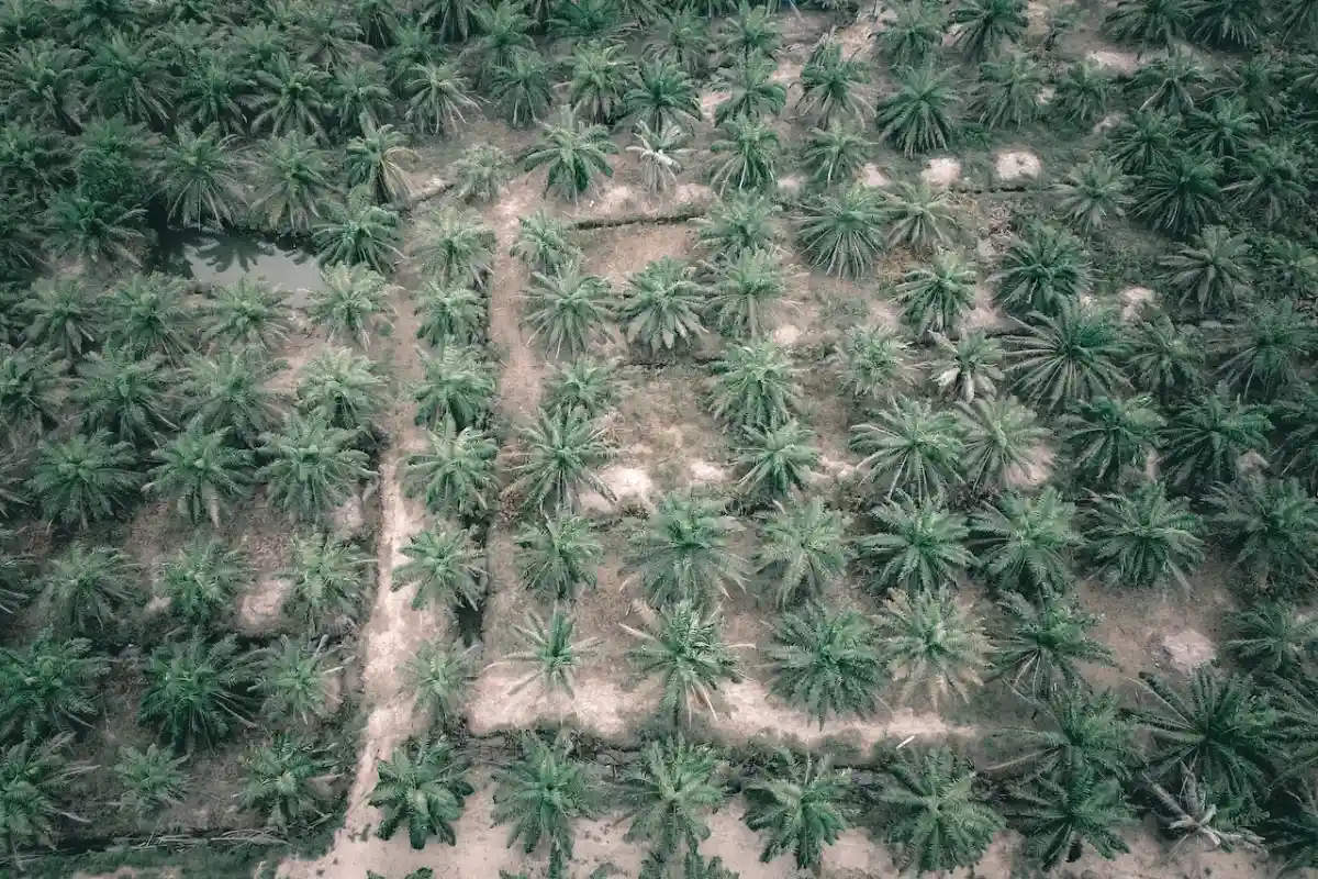 Пальмовая плантация. Фото: Pok Rie / pexels.com
