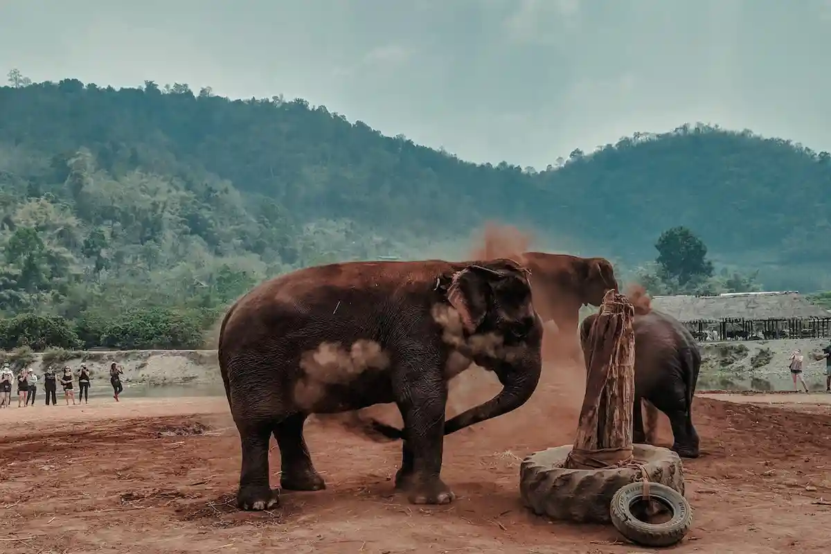 Слон разорвал человека