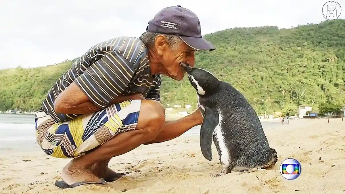 Спасенный пингвин и бразильский пенсионер Жоао Перейра де Соуза. Фото: NTDRussian / youtube.com