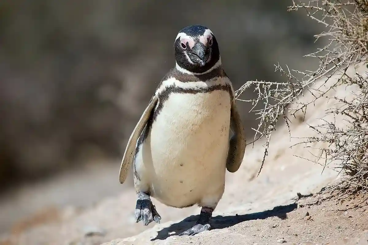 Спасенный пингвин