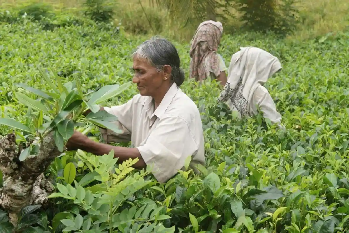 Сборщики чая в Бангладеш продолжают забастовку