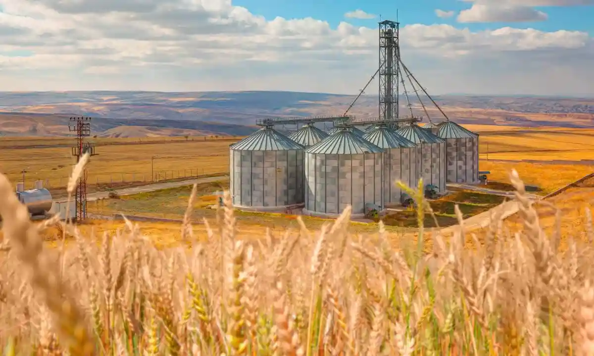 Украина вывезла зерно: страна считается «житницей мира». Фото: muratart / shutterstock.com