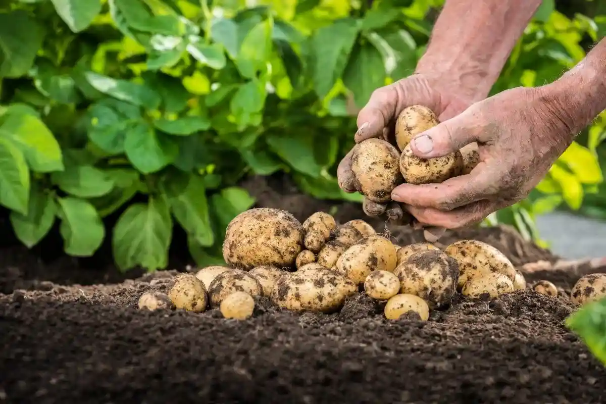 Урожай картофеля и кукурузы под угрозой в Северном Рейне-Вестфалии. Фермеры надеются только на дождь. Фото: wikipedia.org
