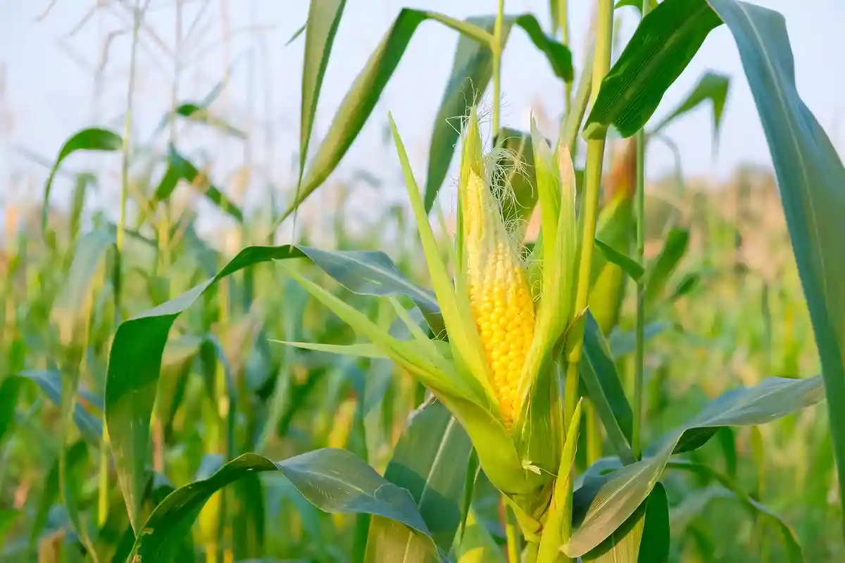 Урожай кукурузы в США: проблемы в западном и восточном регионах. Фото: ANEK SANGKAMANEE / shutterstock.com