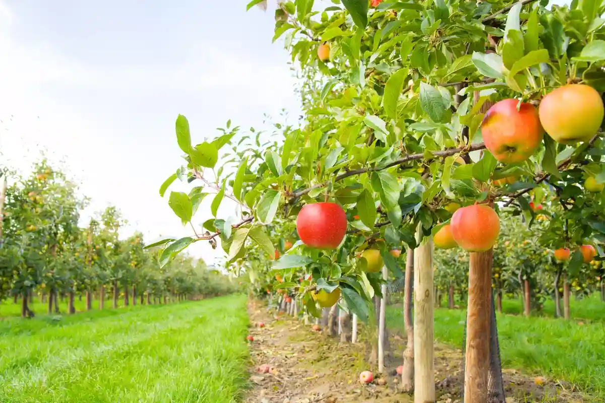 Урожай яблок и слив в Германии: яблони. Фото: Inga Nielsen / shutterstock.com