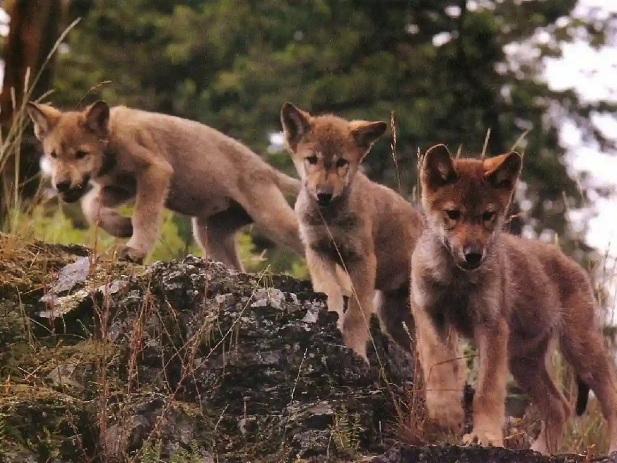 В Гессене нашли волчат. Фото: hlnug.de