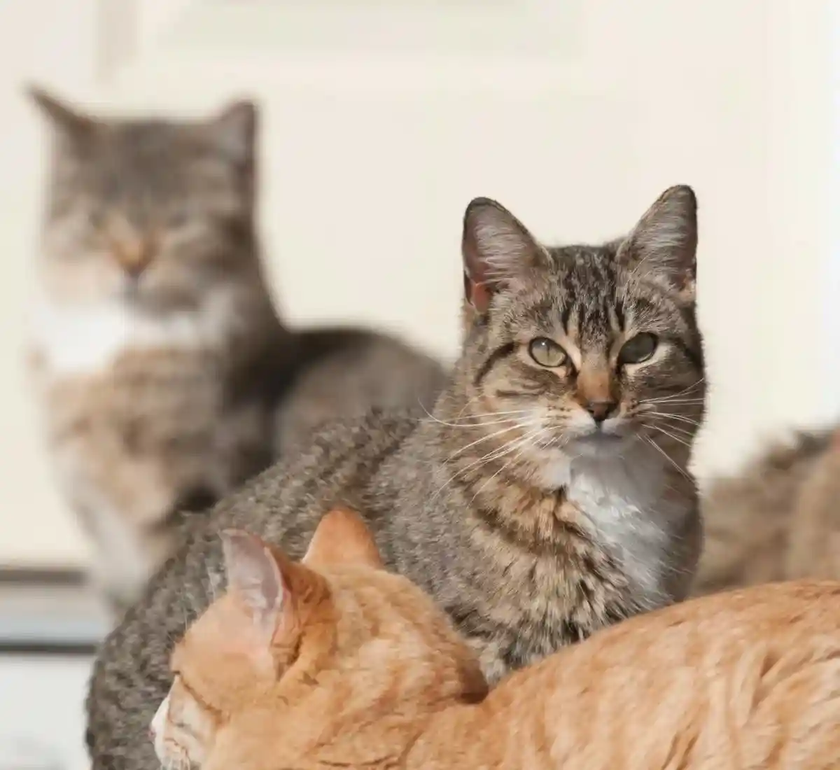 Суть в том, чтобы предотвратить их неконтролируемое размножение и уменьшить связанные с этим страдания уличных кошек. Nancy Bauer / shutterstock.com 