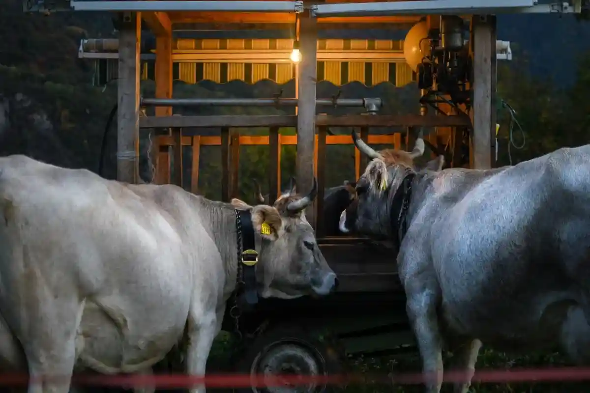 В Нижней Саксонии введут налог на мясные продукты, а также упростят строительные нормы для фермеров. Это поможет улучшить условия содержания животных. Фото: carboxaldehyde / pexels.com