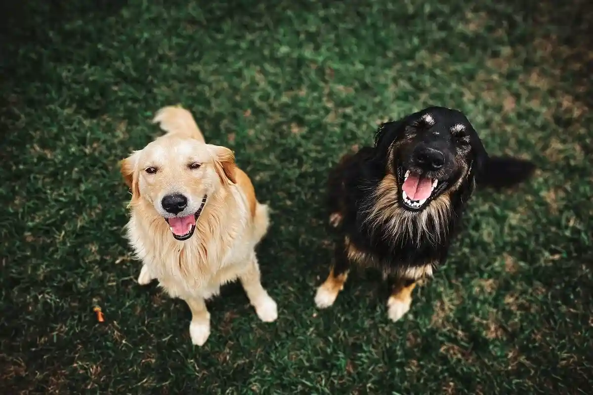 Закон о выгуле собак в Германии: привязывать собаку запрещено. Фото: Helena Lopes / Shutterstock.
