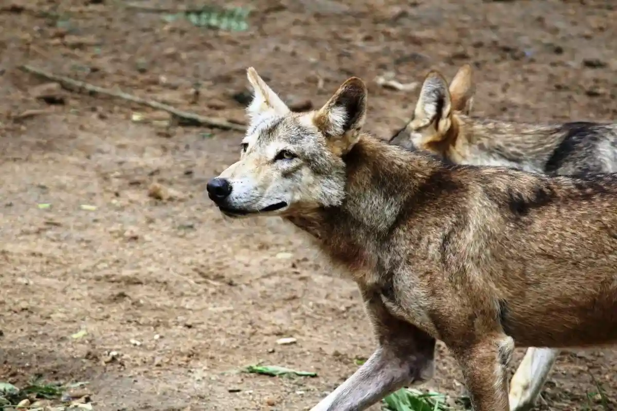 Волк в гессенском зоопарке ответил на провокацию укусом. Это не первый случай. Часто случаются такие инциденты и со взрослыми, и даже питомцами посетителей. Фото: Natarajan M / pexels.com