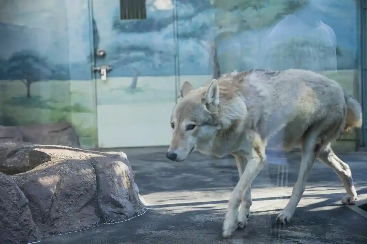 Волк в гессенском зоопарке укусил ребенка. Фото: Ryutaro Tsukata / pexels.com