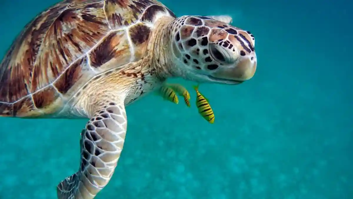 Исчезновение самцов морских черепах: виновата эволюция или глобальное потепление