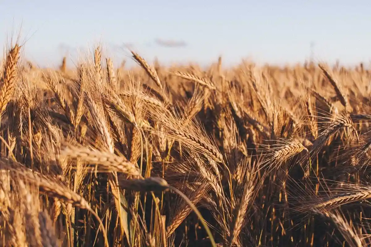 Глобальное потепление повысит цены на пшеницу