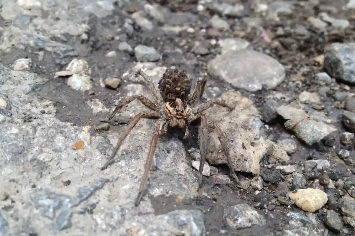 Ядовитый паук Носферату в Германии напоминает вампира на вид. Фото: Asmir Smajlovic / shutterstock.com
