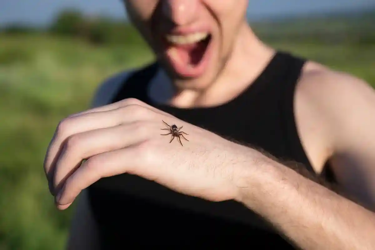 Ядовитый паук Носферату в Германии