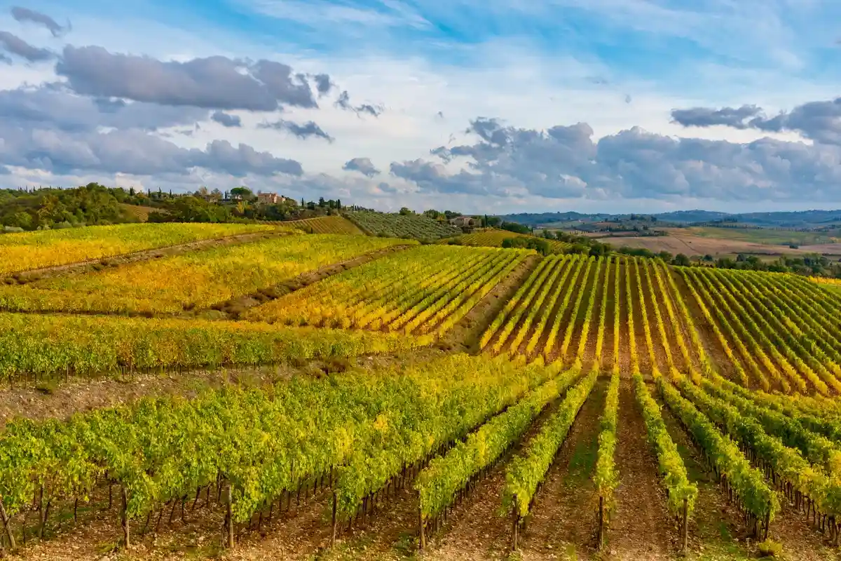 Южные сорта вина: общая площадь виноградников в Германии почти не выросла. Фото: DiegoMariottini / shutterstock.com
