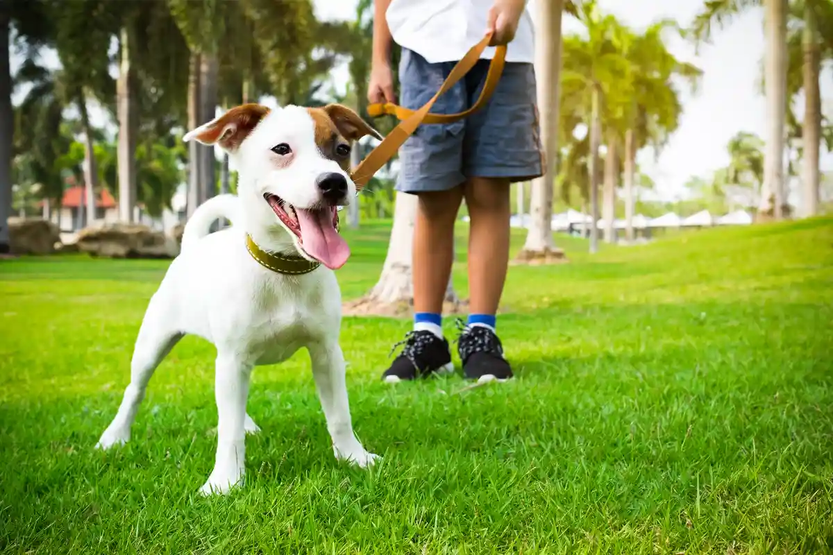 Закон о выгуле собак в Германии: 5 правил для всех владельцев