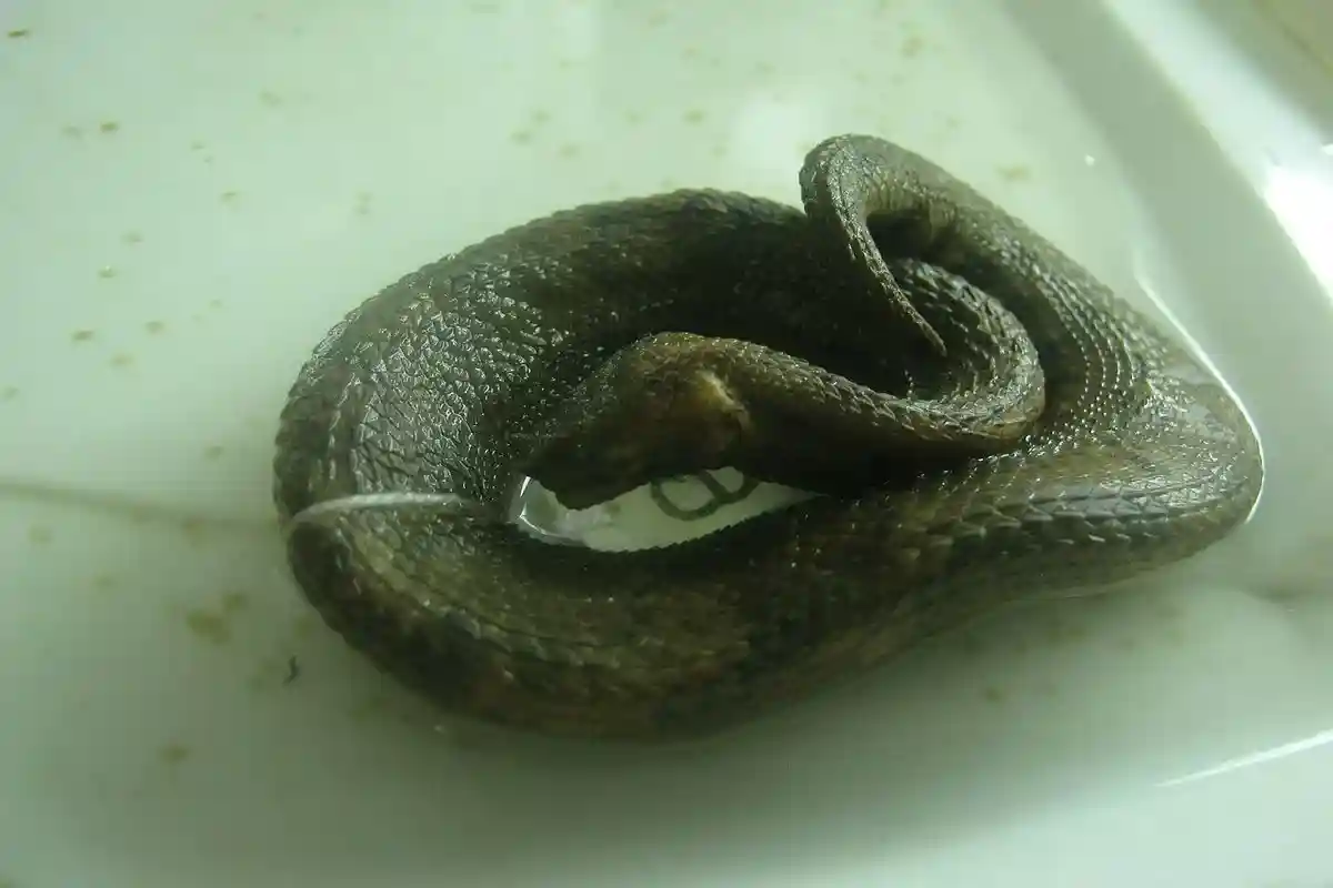 Змея в штанах - это карликовый удав. Фото: Sahaquiel9102 / wikimedia.org