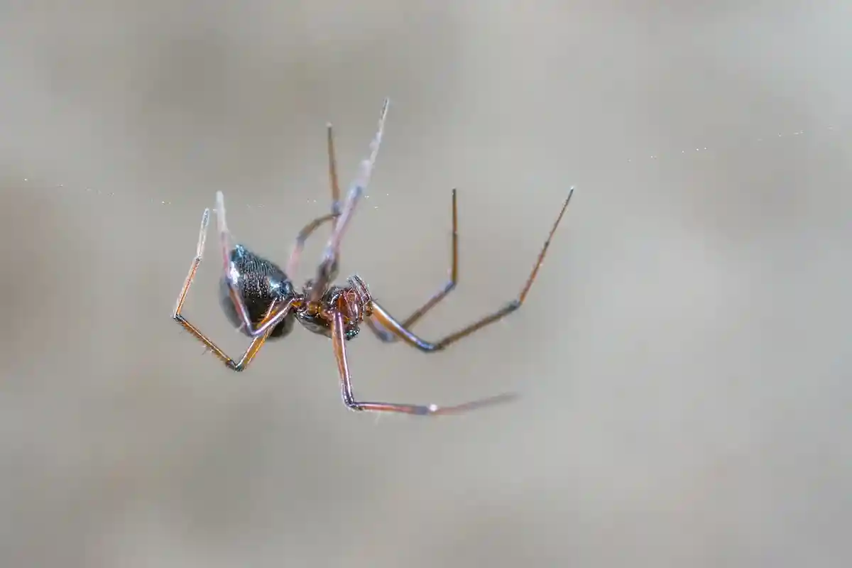 Арахнофобия — боязнь паукообразных, относится к числу самых распространённых фобий Фото: Egor Kamelev / Pexels.com