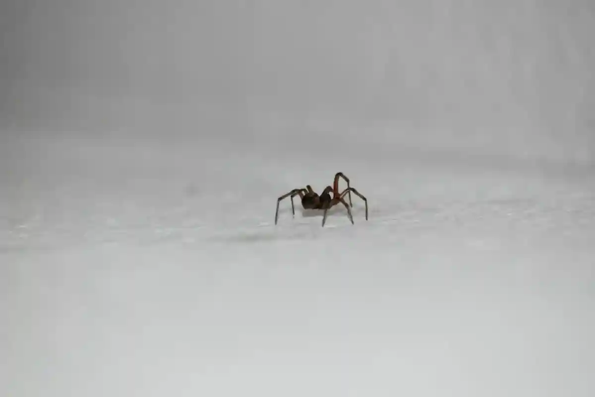Чаще всего, пауки, встречающиеся в доме, безобидны для человека Фото: Elizabeth / Unsplash.com