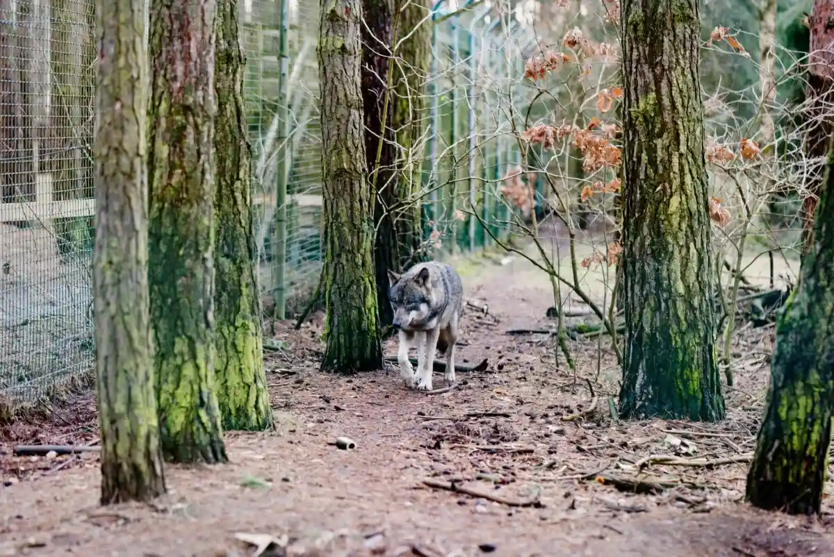 Согласно исследованиям, популяция волков в будущем увеличиваться Фото: Aleksejs Bocoks / aussiedlerbote.de
