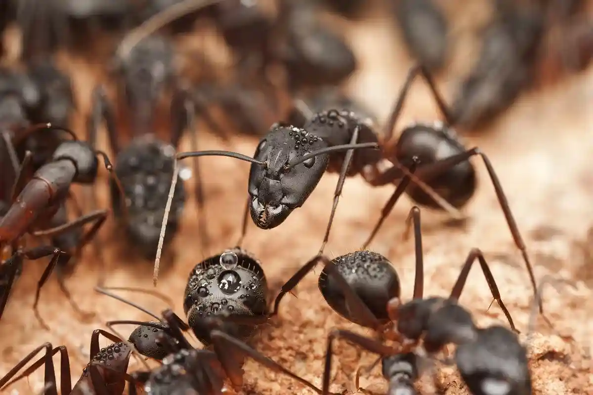 Более старые расчеты ранее предполагали значительно меньшую численность муравьев.