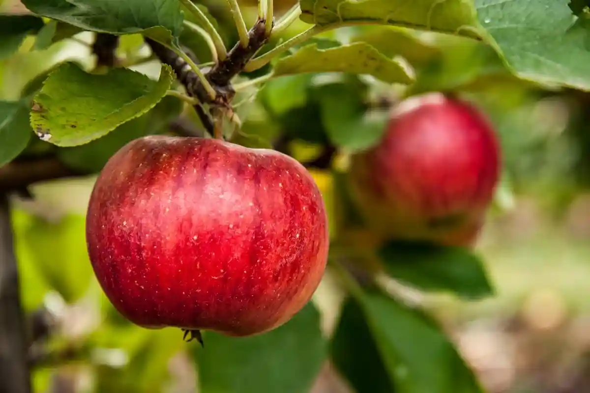 У каждого человека есть свои привычки, связанные с поеданием яблока.
