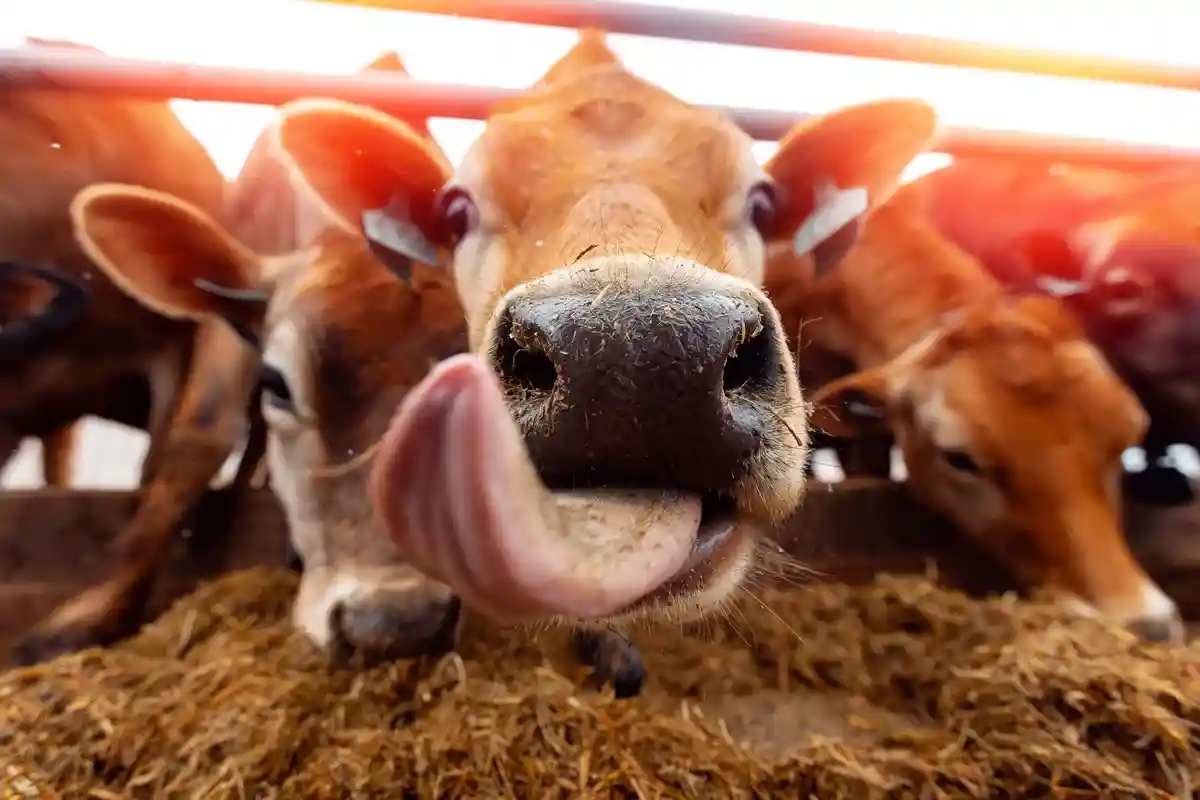 Австралия ужесточает импорт мяса: эпидемия ящура. Фото: Parilov / Shutterstock