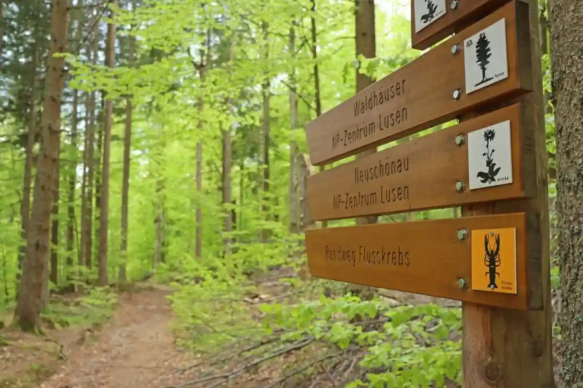 «Баварский лес» в Германии обзавелся новыми тропами