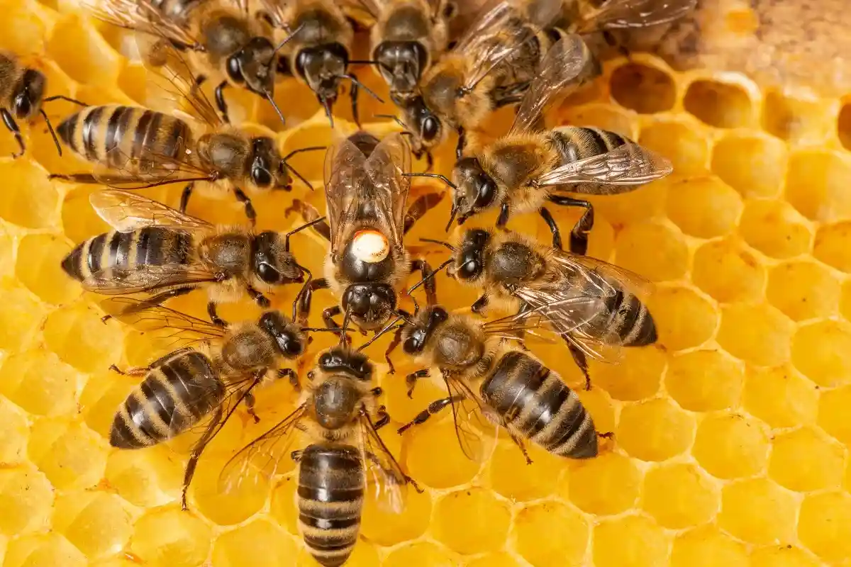 Пчелиная королева со специальной отметкой на спине.