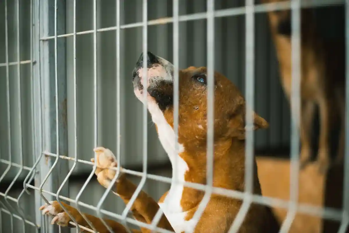 В Германии приют для животных требует срочной поддержки. Фото: Vulp / Shutterstock.com.