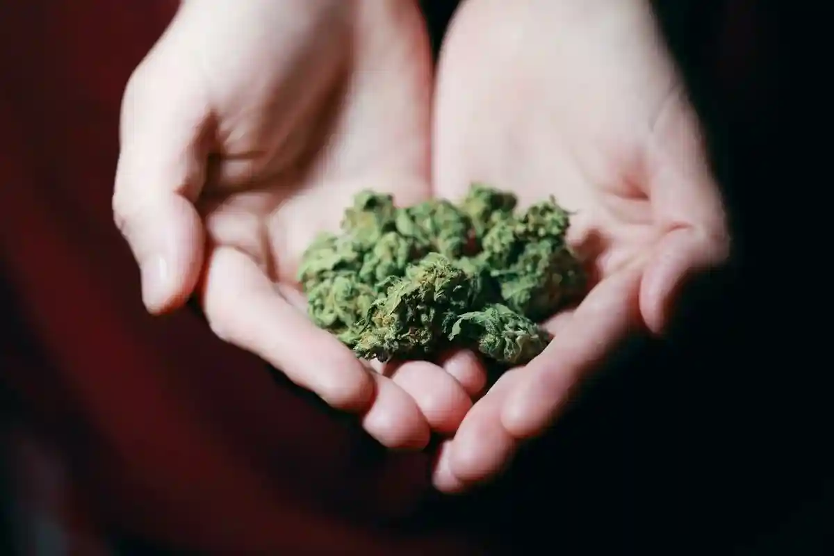 Чехия легализовала марихуану картинки роста конопли