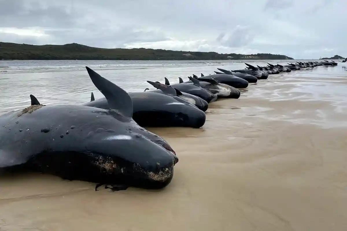 Дельфины выбросились на берег Тасмании: они убивают себя? Фото: Департамент природы и окружающей среды Тасмании
