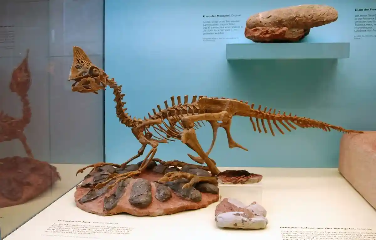 Динозавры вымерли не из-за астероида. Фото: EvaK / wikipedia.org