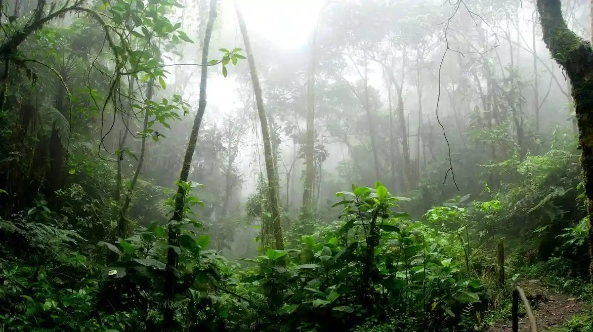 Экосистема Амазонки долгое время является ведущим объектом защитников природы. Фото: David Riaño Cortés/pexels.com