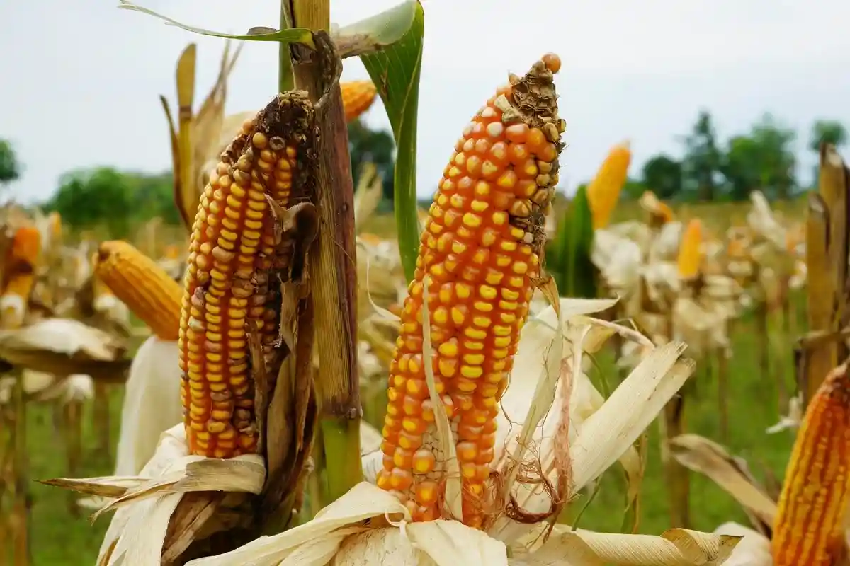 Фермеры США столкнулись с нашествием вредителей. Фото: FarisFitrianto / Shutterstock.com