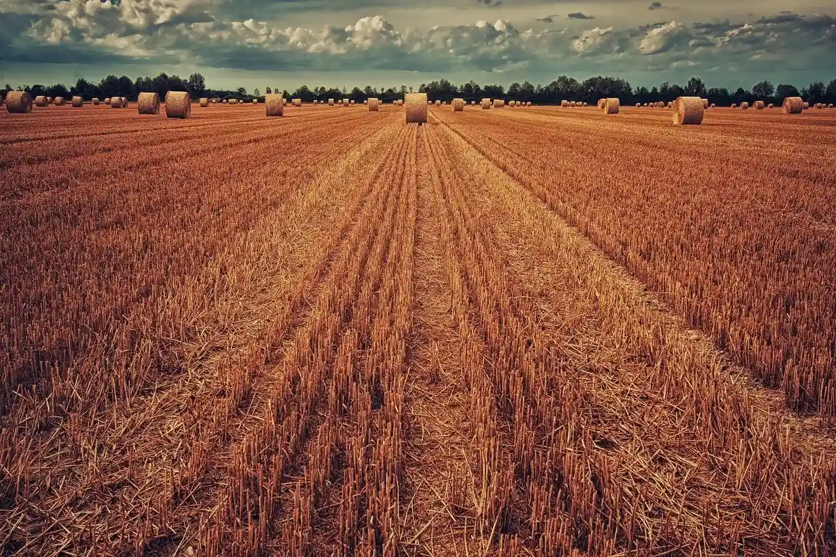 Урожай пшеницы. Фото: jplenio / Pixabay.com