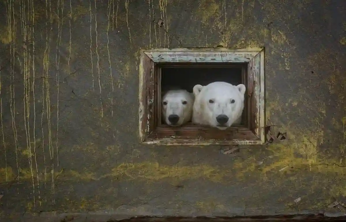 Фото белых медведей: фотограф из России победил в конкурсе. Фото: master.blaster/instagram.com