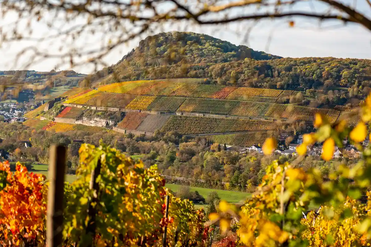 Винодельческие регионы Германии. Фото: Michael Major / Shutterstock.