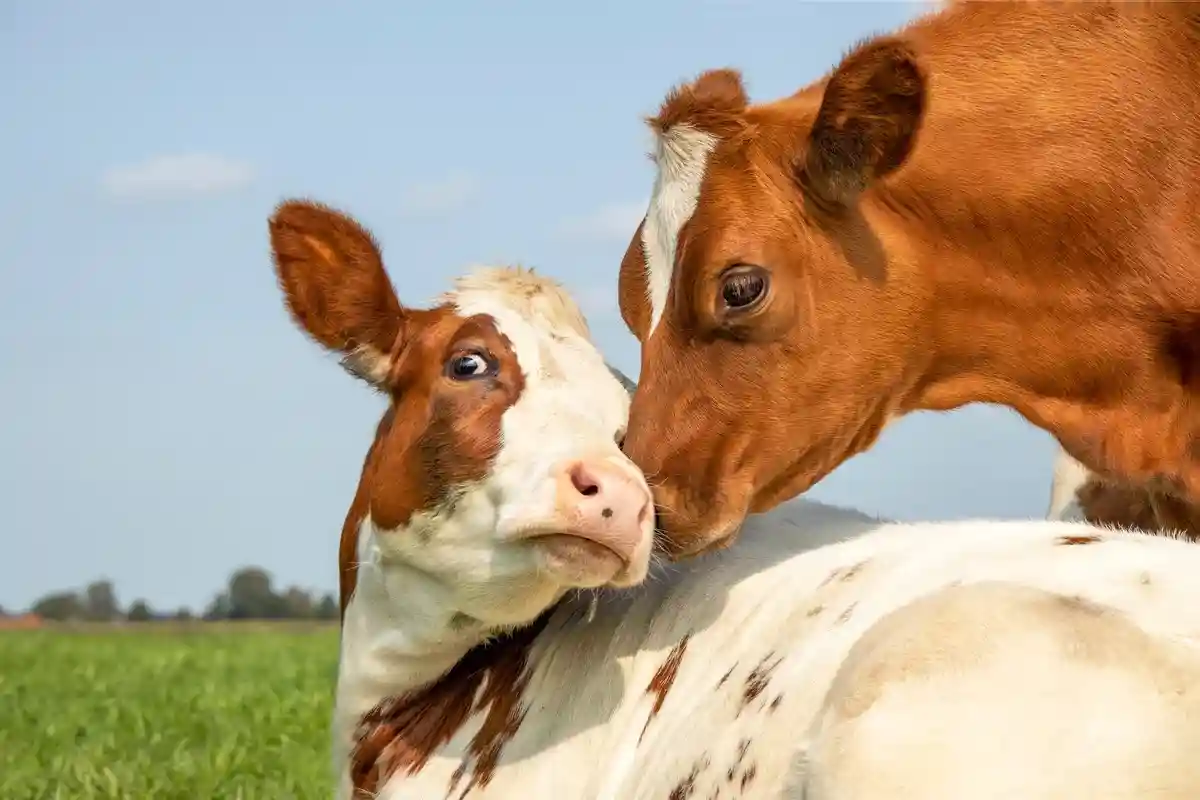 Германия снова заплатит фермерам за выпас коров. Фото: Clara Bastian / shutterstock.com